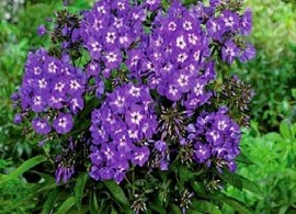 bloomsz-flower-bulbs-09798-64_1000 (1)